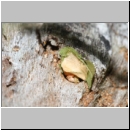 Megachile centuncularis - Blattschneiderbiene 02d 10mm - Totholznest verschlossen - Sandgrube Niedringhaussee.jpg